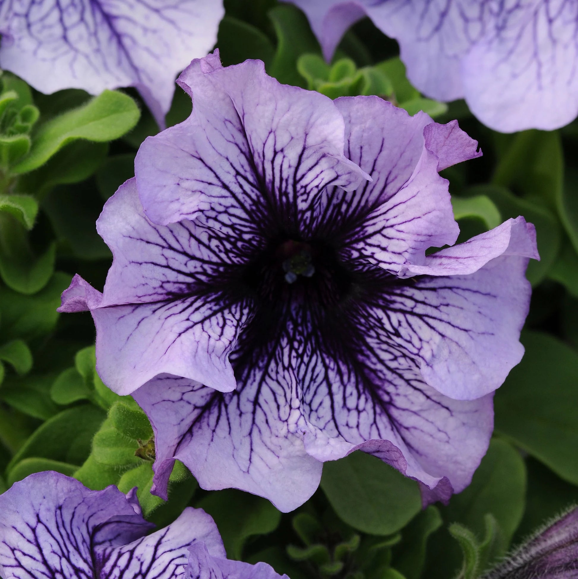 Mexican Petunia Mixed Flower Seeds for Planting - Heirloom, NON-GMO, Easy to Grow Garden Blooms