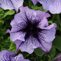 Mexican Petunia Mixed Flower Seeds for Planting - Heirloom, NON-GMO, Easy to Grow Garden Blooms