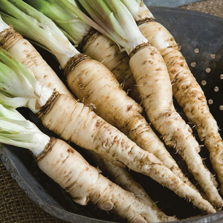 Salsify Vegetable Seeds for Planting heirloom & Non-GMO Seeds