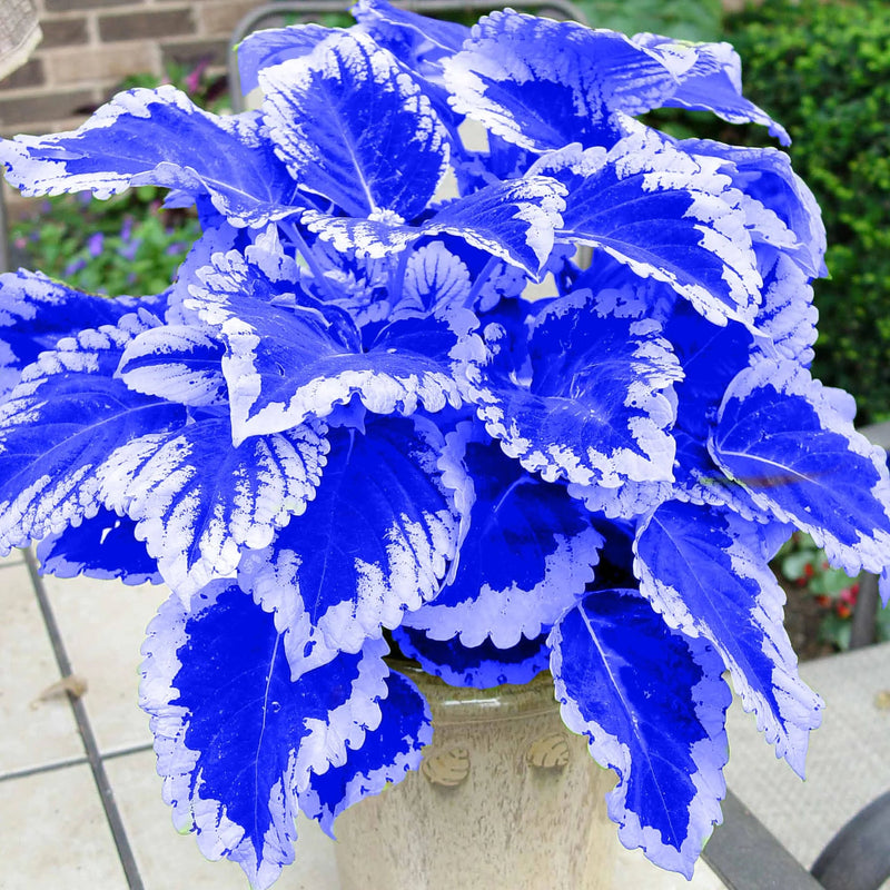 Heirloom Non-GMO Coleus Blumei Flower Seeds – Colorful Foliage Flower Seeds for Planting - Non-GMO for planting in home garden