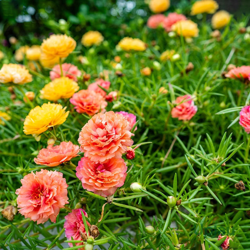 Mixed Portulaca Flower Seeds for Planting, 100 pcs