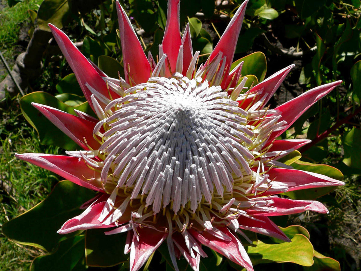 Heirloom Non-GMO Protea Cynaroides Flower Seeds for Striking Garden Landscapes and Outdoor Planting