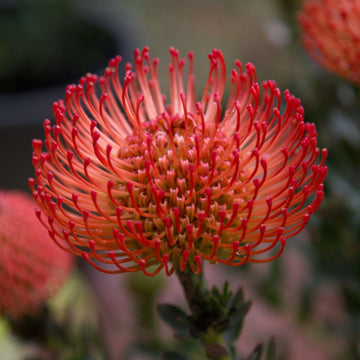 Leucospermum Cordifolium Flower Seeds for Planting - Heirloom, NON-GMO Seeds - Easy to Grow