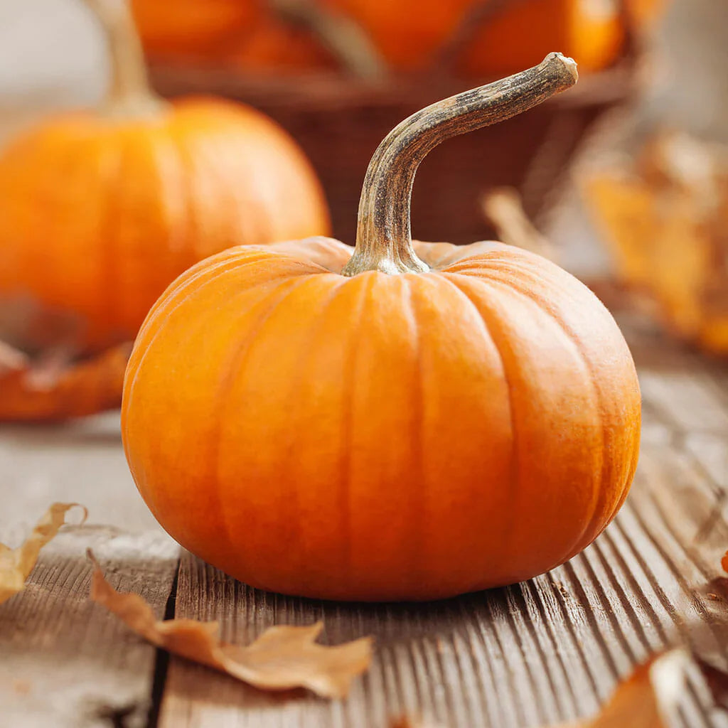Miniature Jack Be Little Pumpkin Vegetable Seeds