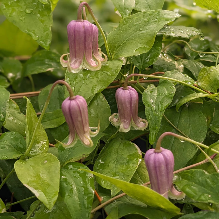 Heirloom Non-GMO Clematis Reticulata Flower Seeds – Climbing Vine Flower Seeds for Planting