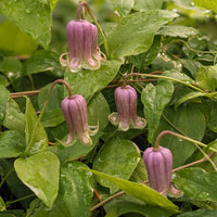 Heirloom Non-GMO Clematis Reticulata Flower Seeds – Climbing Vine Flower Seeds for Planting