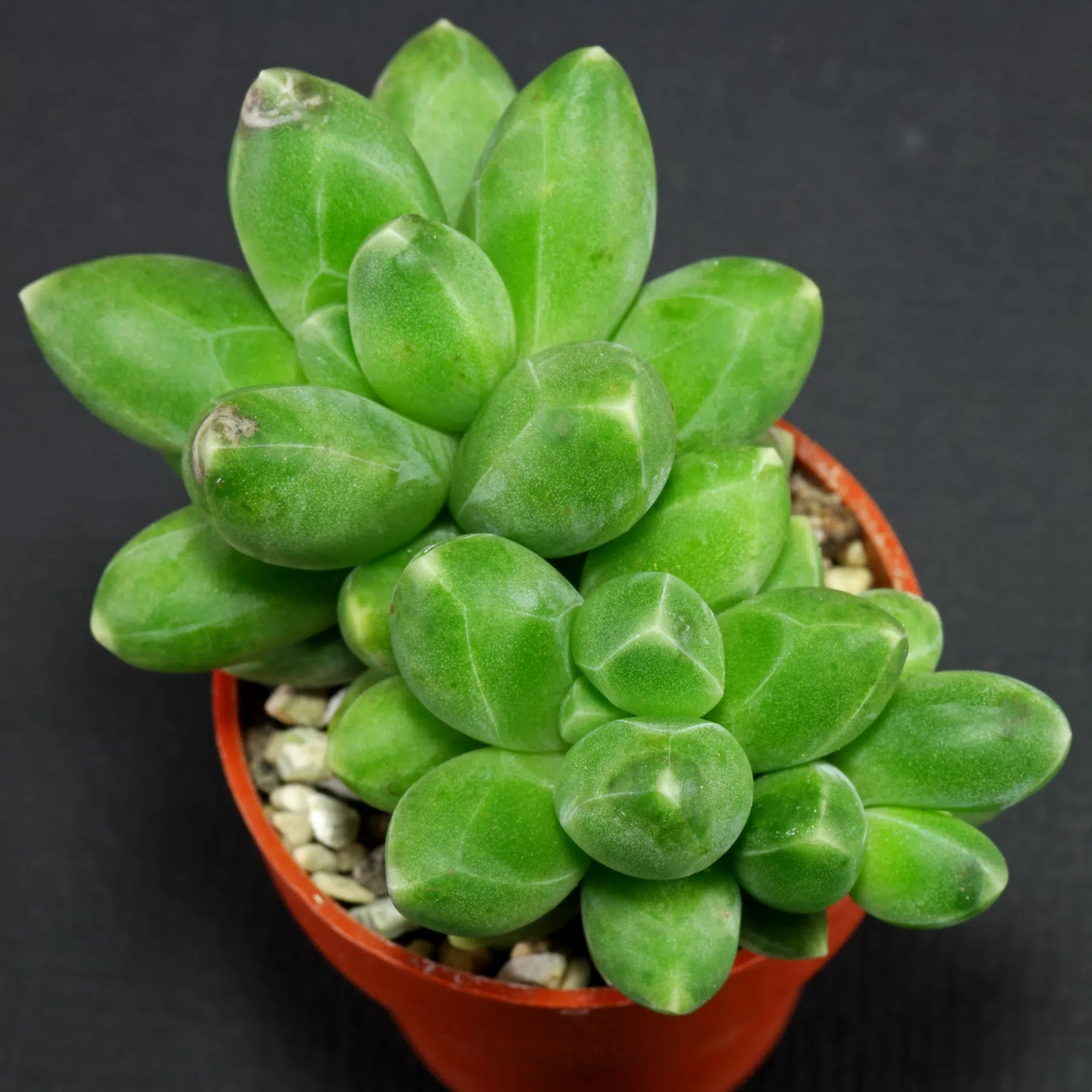Heirloom Non-GMO Pachyphytum Compactum Succulent Seeds – Rare Drought-Tolerant Planting Seeds