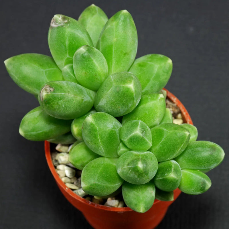Heirloom Non-GMO Pachyphytum Compactum Succulent Seeds – Rare Drought-Tolerant Planting Seeds - Non-GMO for planting in home garden