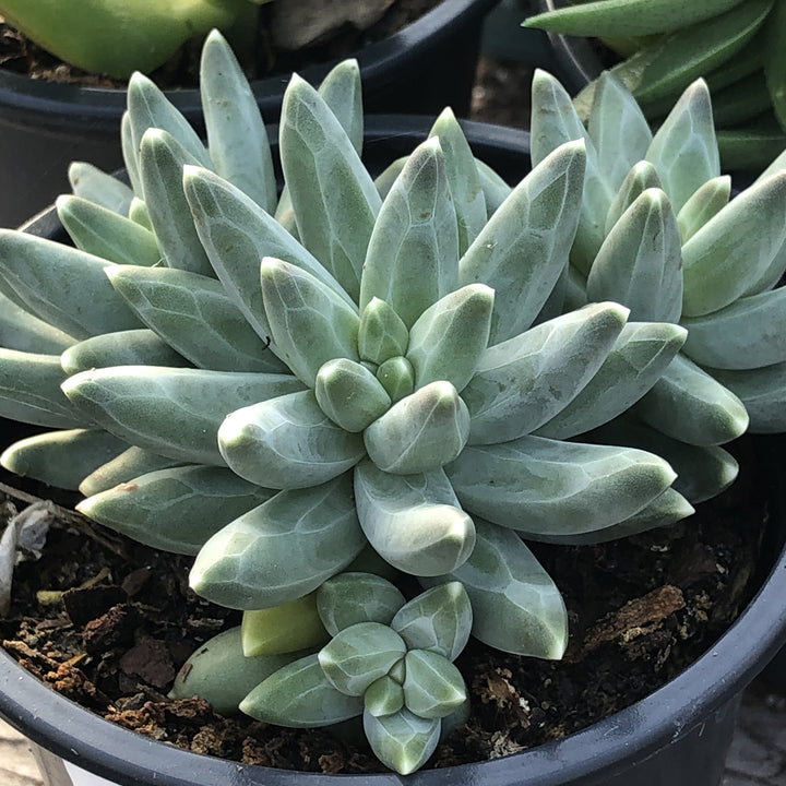 Heirloom Non-GMO Pachyphytum Flower Seeds for Planting – Succulent Blooms for Rock Gardens