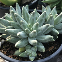 Heirloom Non-GMO Pachyphytum Flower Seeds for Planting – Succulent Blooms for Rock Gardens