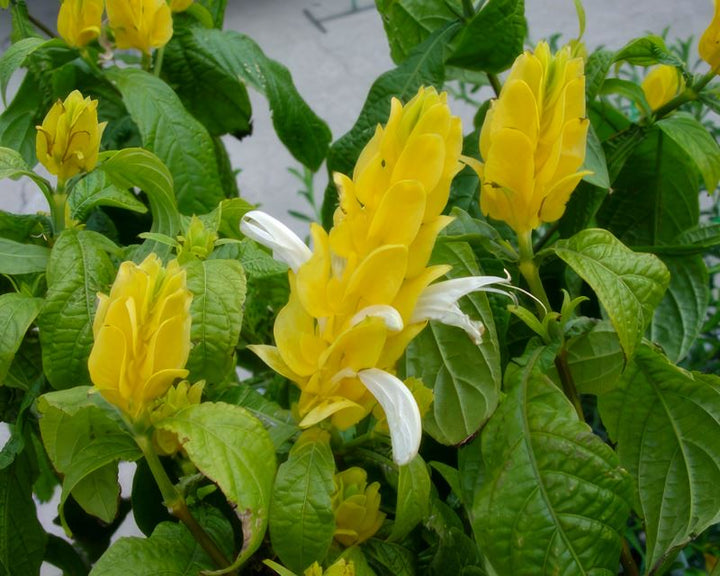 Organic Heirloom Non-GMO Lutea Seeds for Planting – Fresh Healthy Garden Blooms