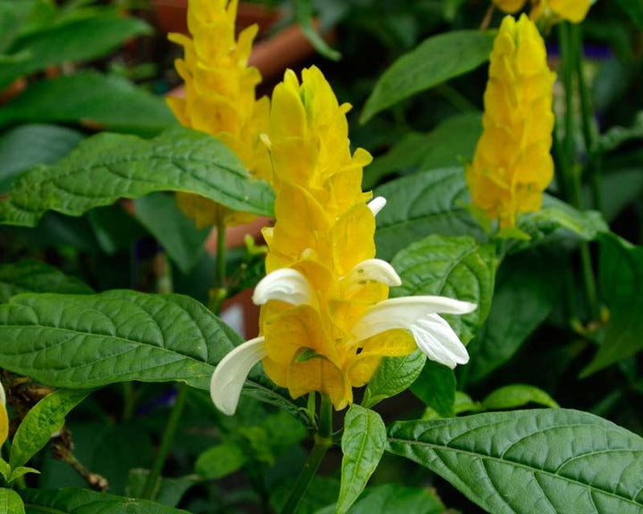Organic Heirloom Non-GMO Lutea Seeds for Planting – Fresh Healthy Garden Blooms