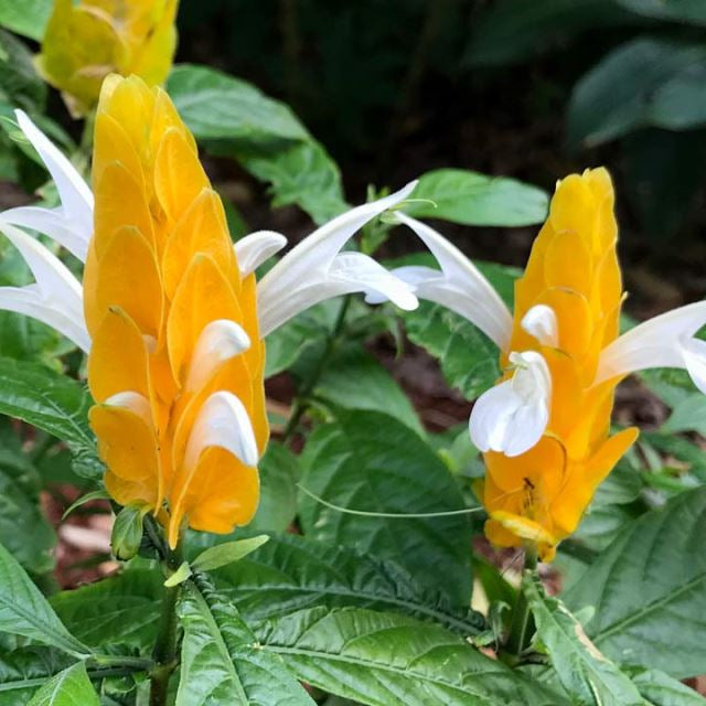 Heirloom (Heirloom scientific name) for planting in garden