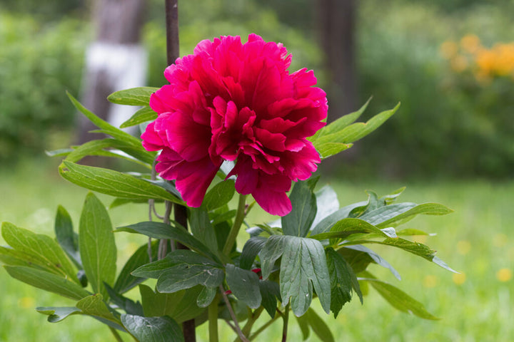 Heirloom Non-GMO Paeonia Red Tenufolia Flower Seeds for Planting ƒ?? Fragrant Early-Blooming Garden Peonies