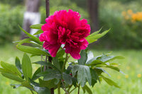 Heirloom Non-GMO Paeonia Red Tenufolia Flower Seeds for Planting ƒ?? Fragrant Early-Blooming Garden Peonies