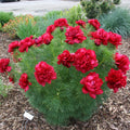 Double Flowering Fernleaf Peony Seeds for Planting heirloom & Non-GMO Seeds
