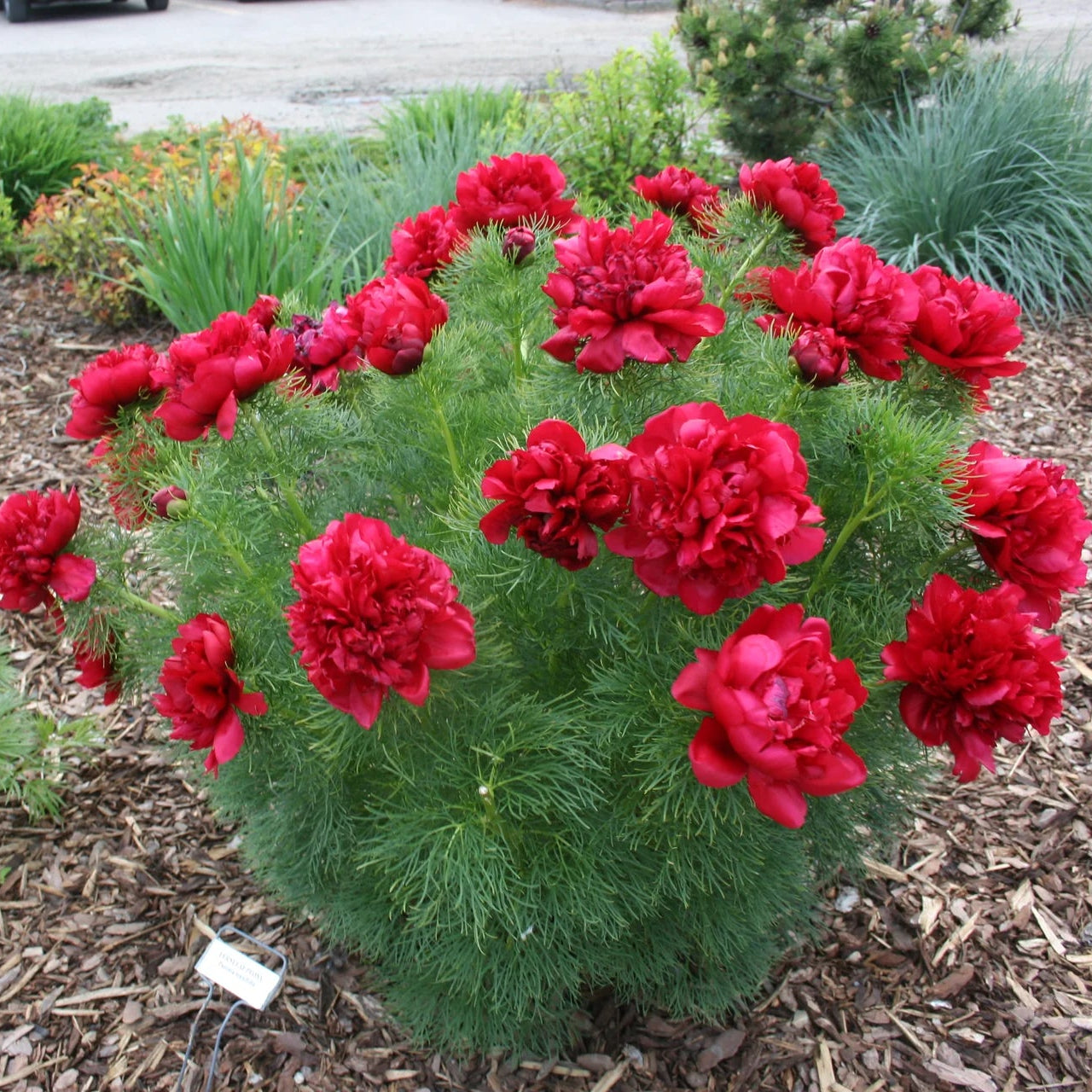 Double Flowering Fernleaf Peony Seeds for Planting heirloom & Non-GMO Seeds