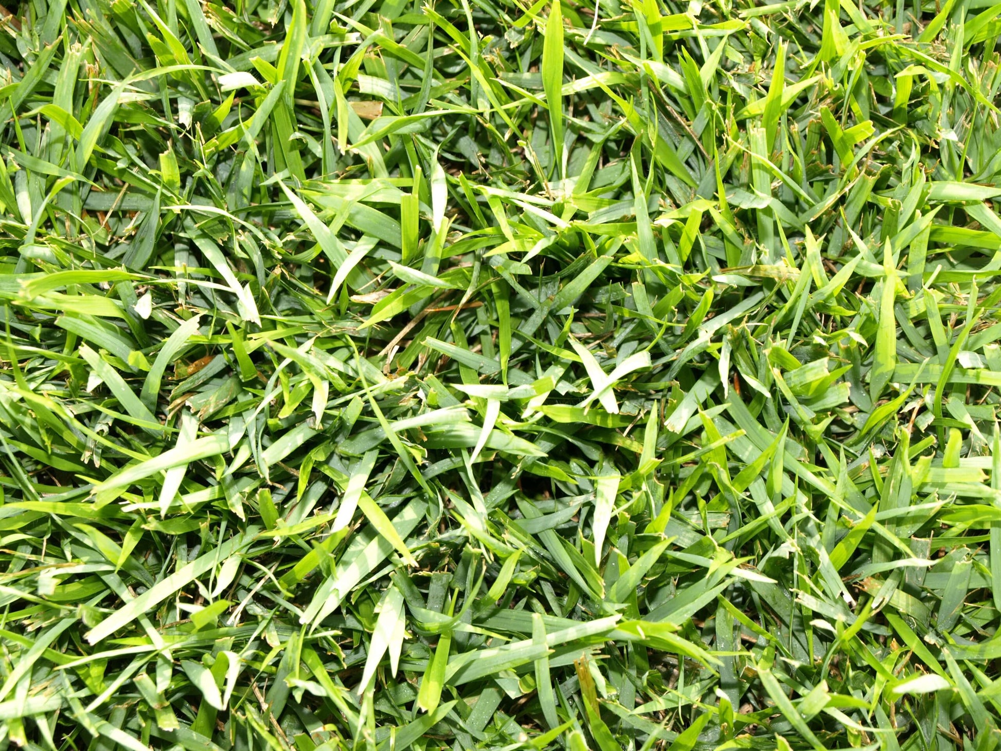 Zoysia Palisades Grass Seeds