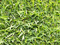 Zoysia Palisades Grass Seeds