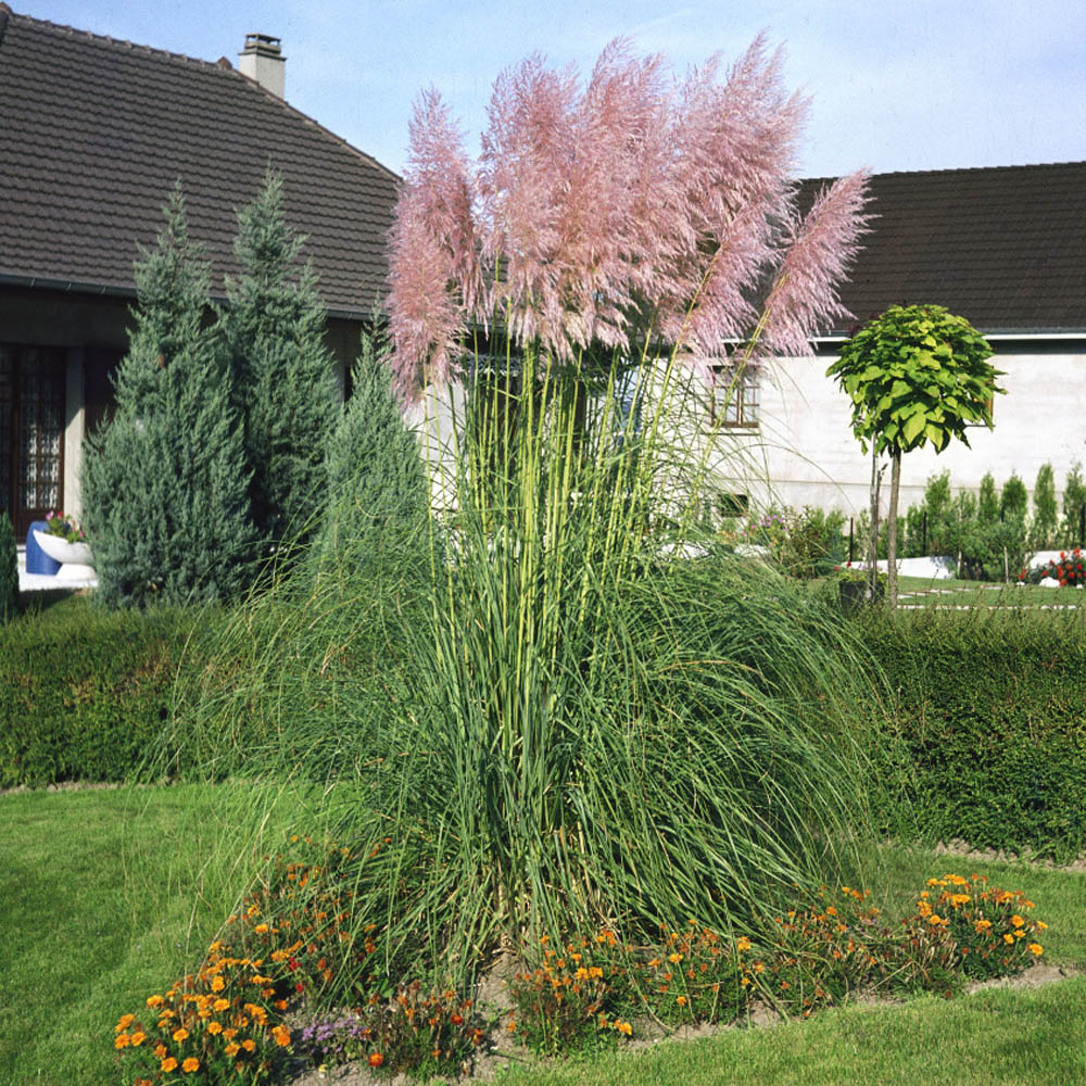 Pink Pampas Grass Seed