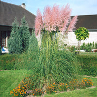 Pink Pampas Grass Seed