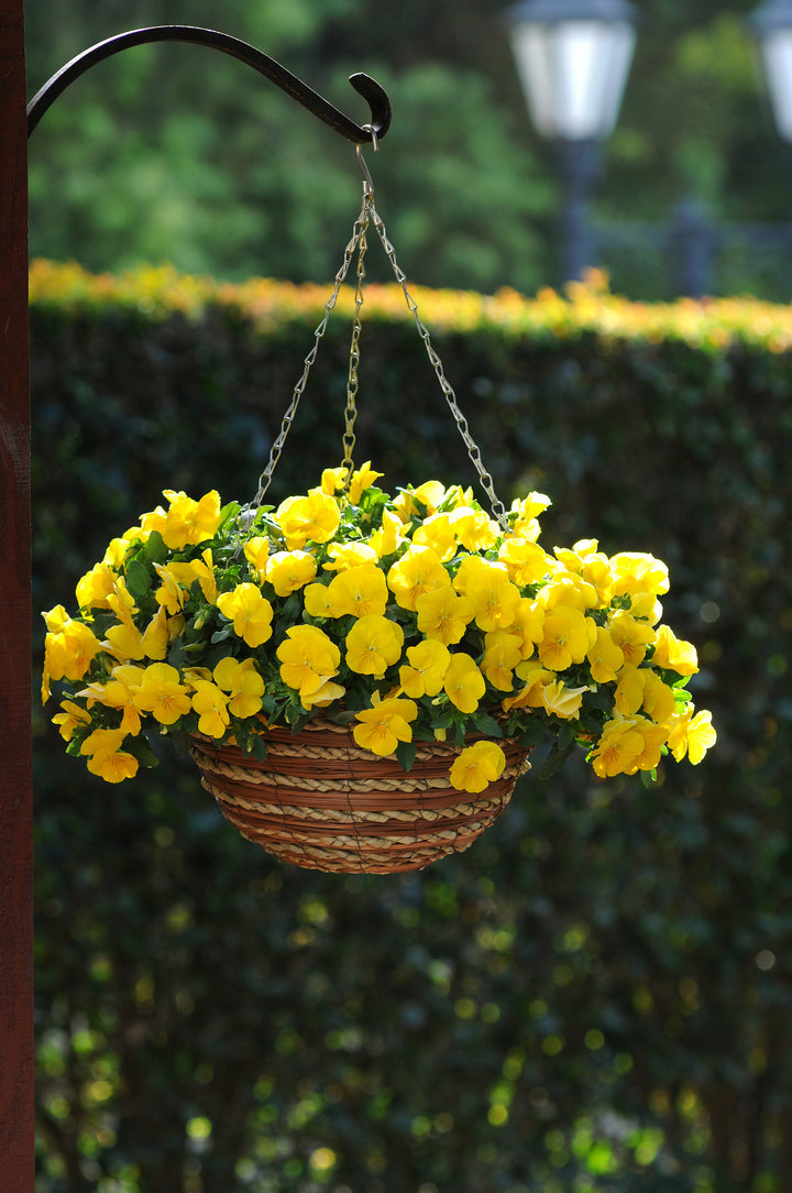 Heirloom Trailing Pansy Flower Seeds for Planting, Non-GMO