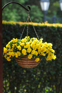 Heirloom Trailing Pansy Flower Seeds for Planting, Non-GMO