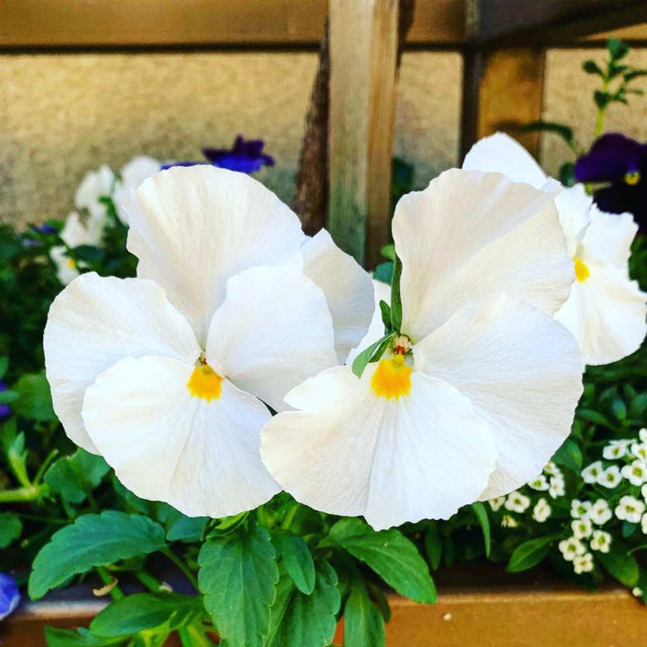 Heirloom Tricolor Pansy Flower Seeds for Planting, Non-GMO, Organic, White Blooms