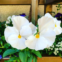 Heirloom Tricolor Pansy Flower Seeds for Planting, Non-GMO, Organic, White Blooms