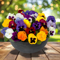 Mixed Pansy Swiss Flower Planting Seeds for Garden -NON GMO Seeds