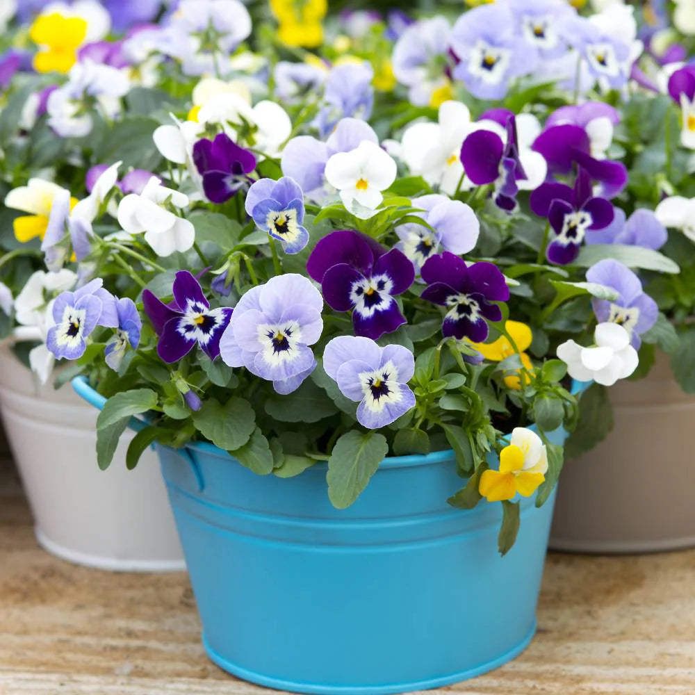 Mixed Pansy Swiss Flower Planting Seeds for Garden -NON GMO Seeds