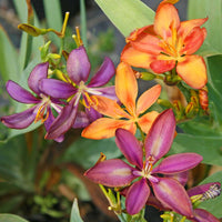 Heirloom Non-GMO Pardancanda Flower Seeds for Planting – Colorful Perennial Iris-Like Garden Blooms