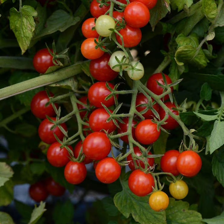 Red Bell Tomato Seeds for Planting-Heirloom & Non-GMO Seeds for planting