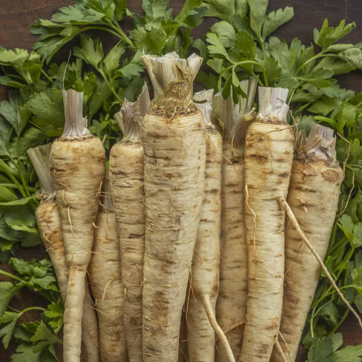 Hamburg Parsley Vegetable Seeds for Planting - 100 Pcs pcs