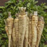 Hamburg Parsley Vegetable Seeds for Planting - 100 Pcs pcs