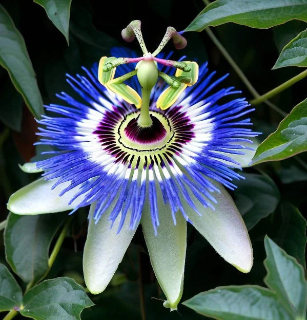 Passiflora Flower Seeds – Heirloom Non-GMO Seeds for Exotic and Pollinator-Friendly Garden Planting