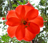 Heirloom Non-GMO Passiflora Parritae Flower Seeds for Planting – Exotic Passionflower Blooming Seeds