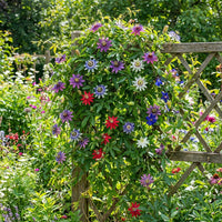 Passion Flower vine growing on a garden trellis with colorful blooms