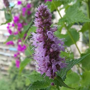 Patchouli (Pogostemon cablin) herb thriving in a container garden.