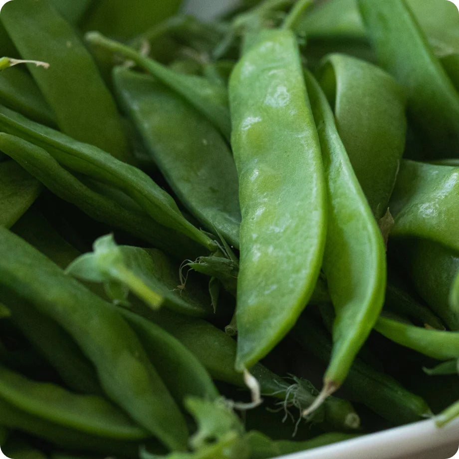 Oregon Sugar Pod II Pea Seeds for Planting heirloom & Non-GMO Seeds