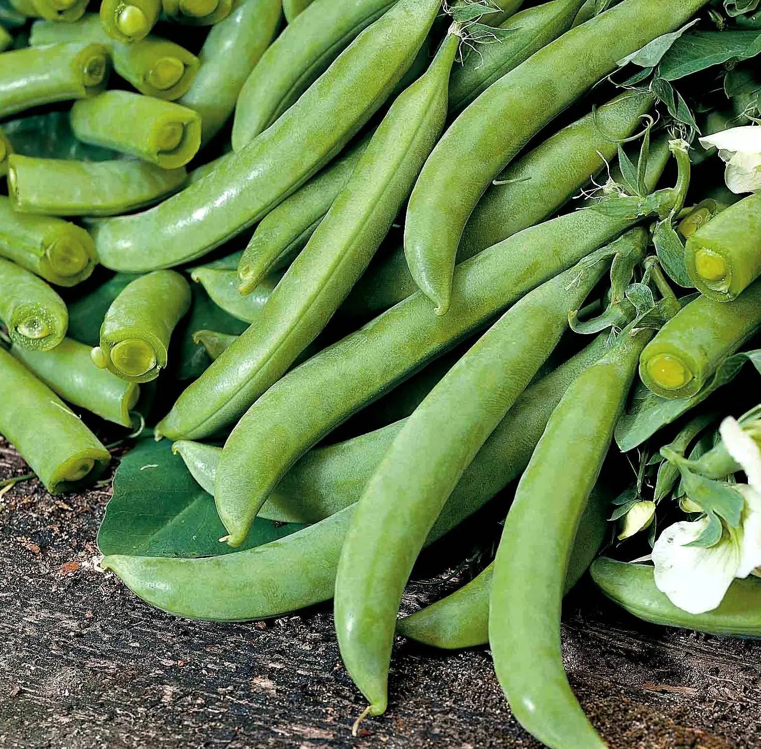 Sugar Ann Pea Vegetable Seeds