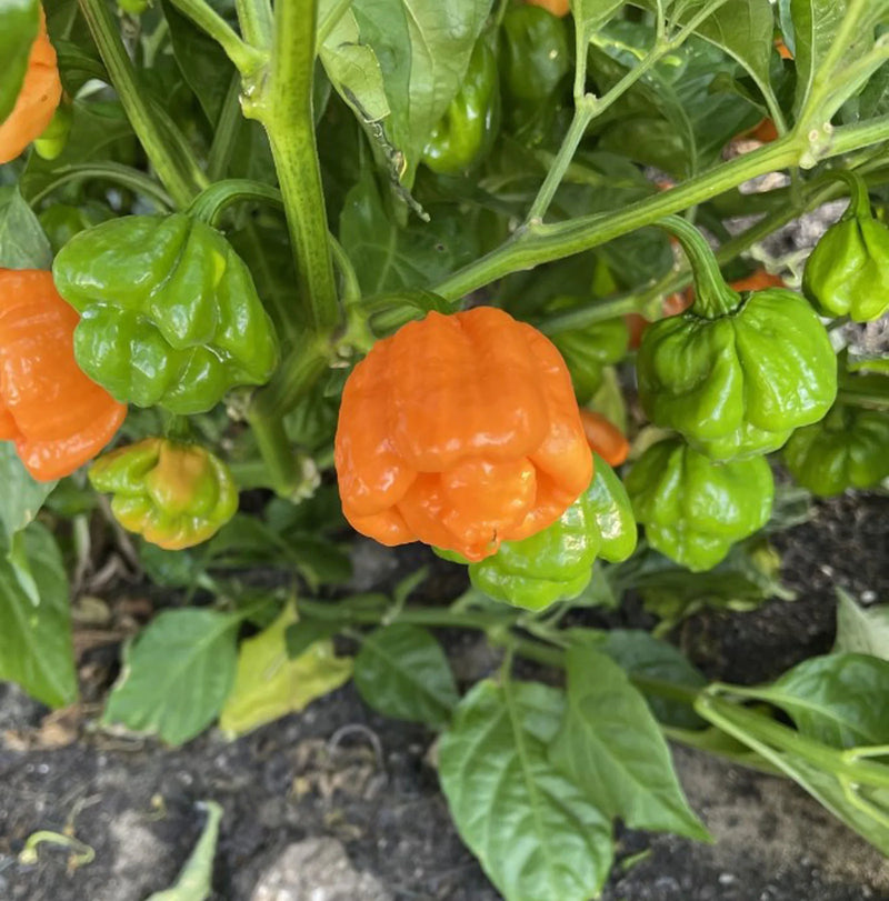 MOA Yellow Scotch Bonnet Pepper Seeds for Planting heirloom & Non-GMO Seeds