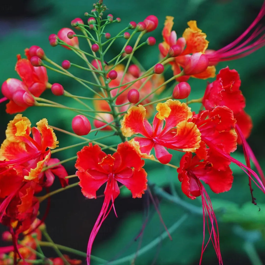 Caesalpinia Flower Seeds 100 pc for Planting 100 pcs