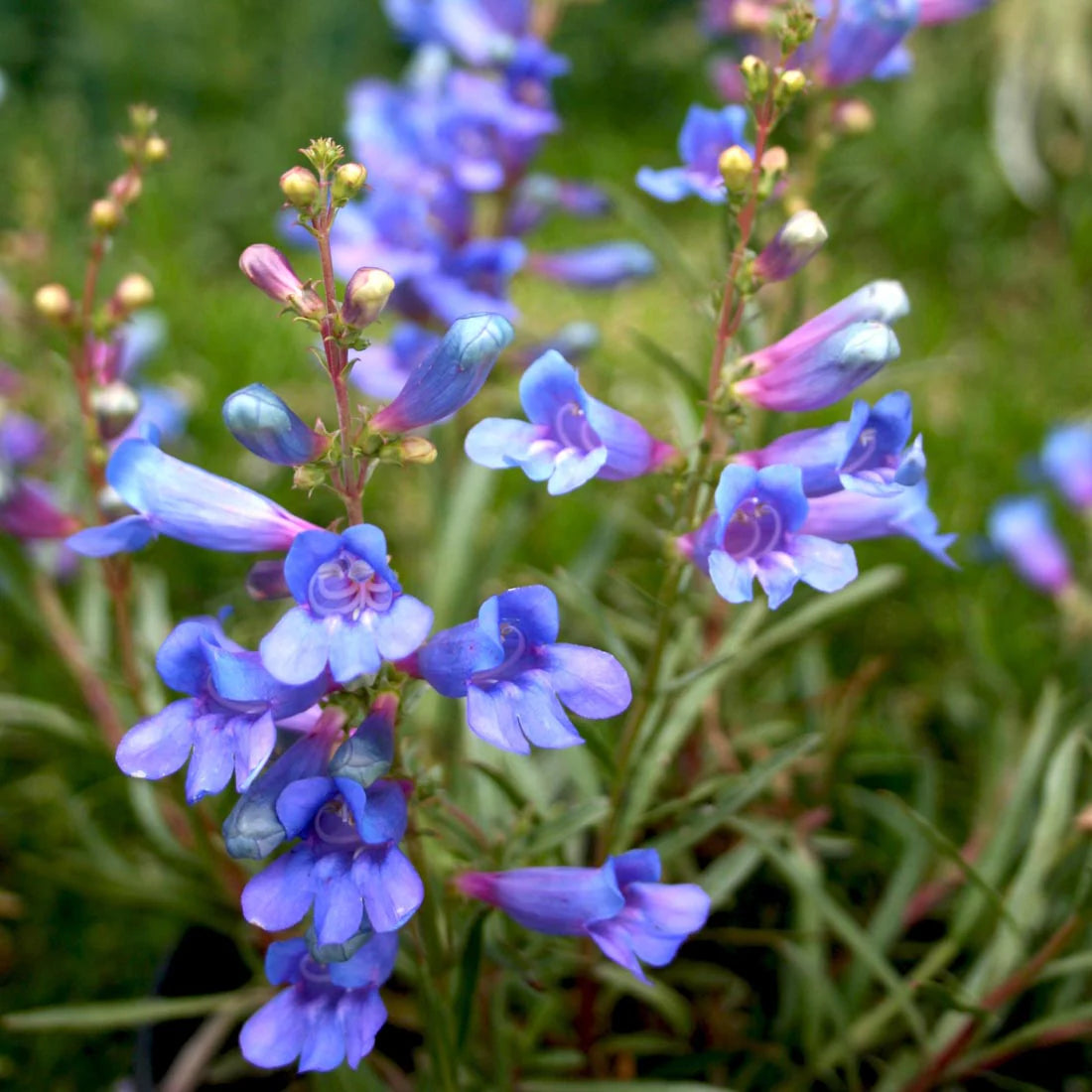 Blue (Blue scientific name) for planting in garden