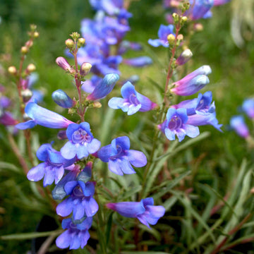 Blue (Blue scientific name) for planting in garden