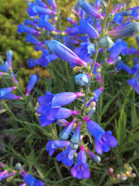 Penstemon Heterophyllus Flower Seeds for Planting - 100 pcs