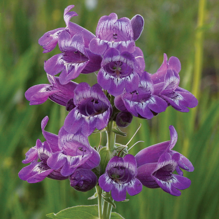 Organic Heirloom Non-GMO Violet Penstemon Seeds for Planting – Colorful Garden Blooms