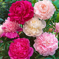 Peony flowers growing in a landscaped garden with beautiful seasonal blooms