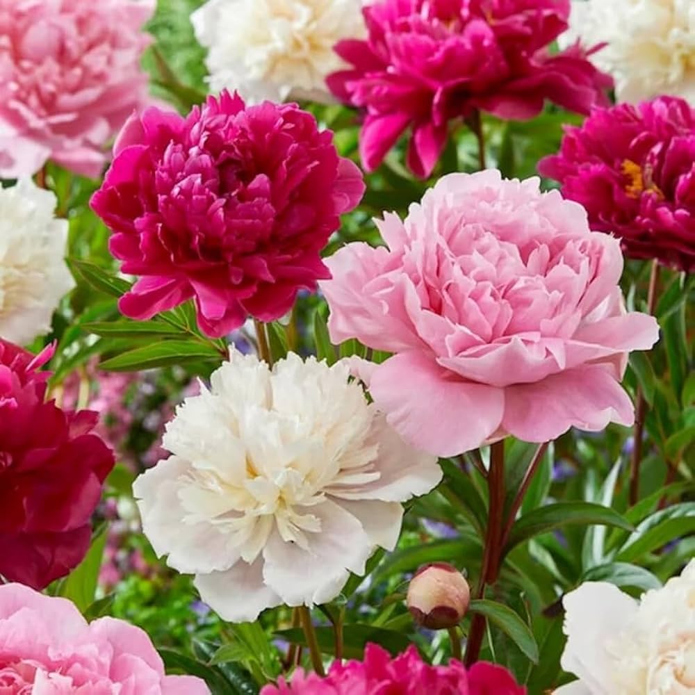 Peony plant with large colorful blooms and green foliage in a garden setting