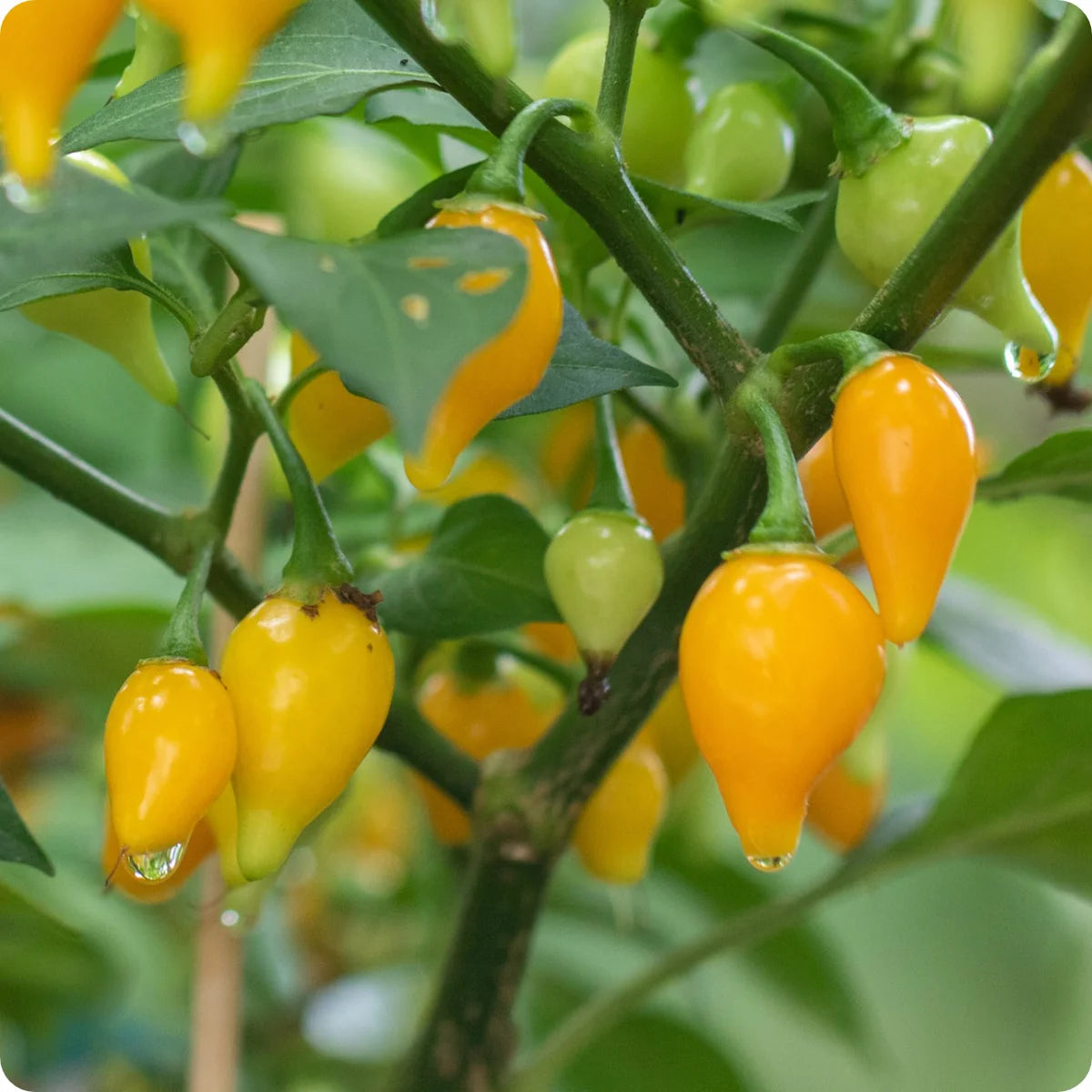 Yellow Biquinho Pepper Seeds for Planting heirloom & Non-GMO Seeds